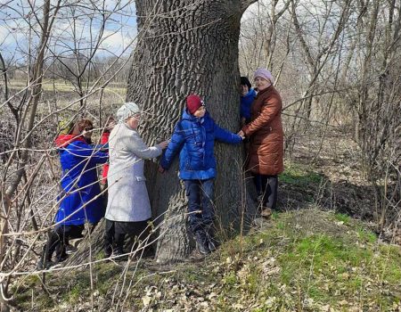 Дуб у Новій Празі на Кіровоградщині хочуть визнати пам’яткою природно-заповідного фонду