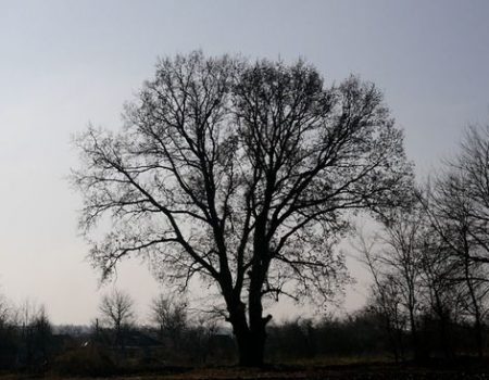 На Кіровоградщині визнали пам’яткою природно-заповідного фонду територію, де росте «Дуб Вартовий»