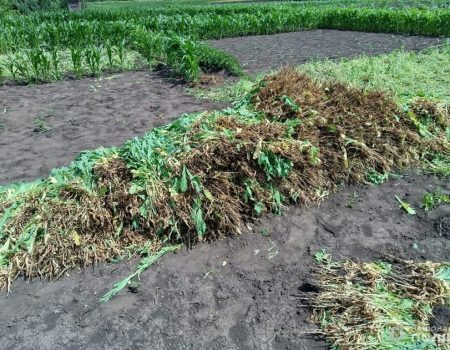 Житель Кіровоградщини вирощував на присадибній ділянці 19 тисяч кущів нарковмісного маку