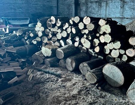 На Кіровоградщині судитимуть злочинну групу, яка вирубувала захисні лісосмуги