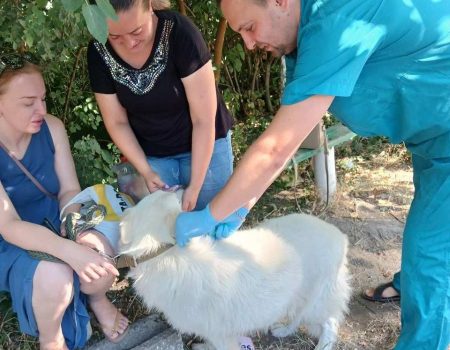 Минулого тижня на Кіровоградщині вакцинували від сказу понад 500 домашніх тварин. ФОТО
