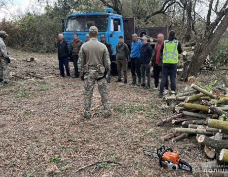 Випиляли дерев на понад 2 млн грн: жителям Кіровоградщини повідомили про підозру. ФОТО