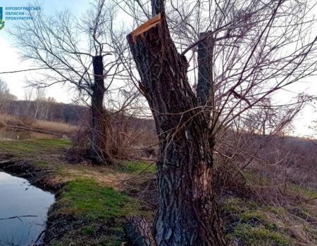 На Кіровоградщині працівник підприємства вирубав дерева за дорученням керівника й опинився під слідством