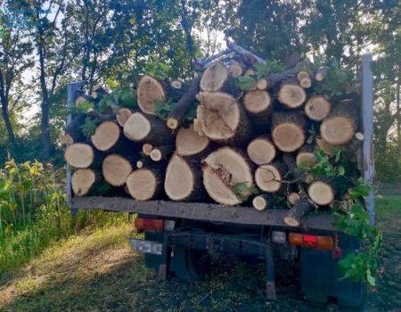 Житель Кіровоградщини опинився під слідством через порубку дерев у лісозахисній смузі