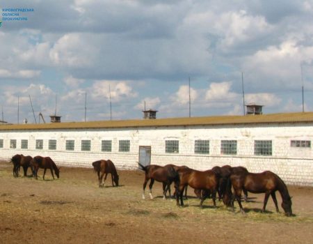 На книжковому аукціоні зібрали понад 10 тисяч на лікування онкохворого хлопчика