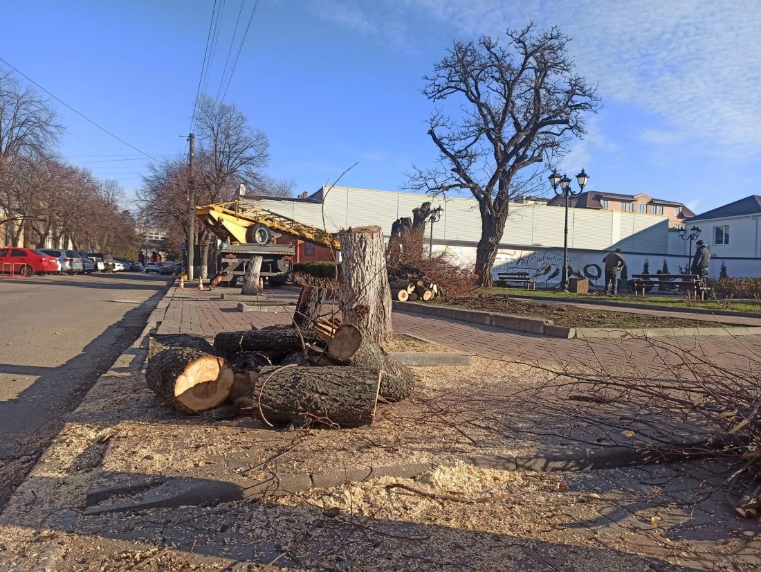 У міській раді прокоментували вирубку дерев в сосновому лісопарку та в сквері “Першого трамвая”